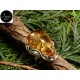 Anello Ambra. Fasolo Gioielli - Torino -